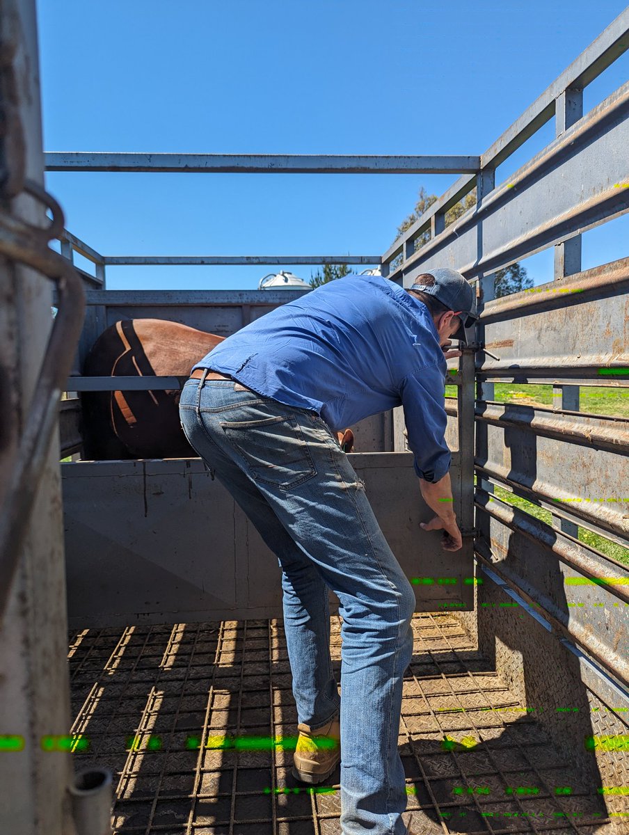 Jacob Wolki tweet media