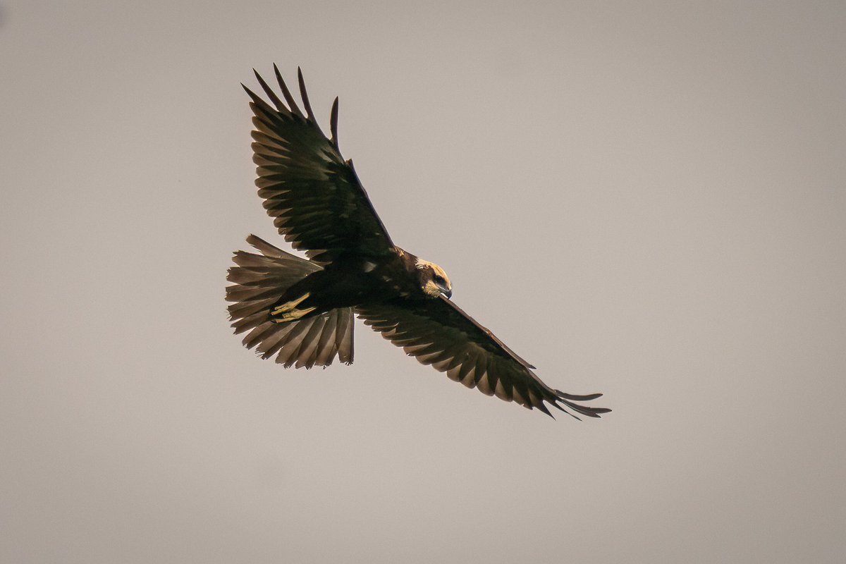 Mainly cobwebs and mist @RSPBHamWall but Great White Egrets and Marsh Harriers were a joy