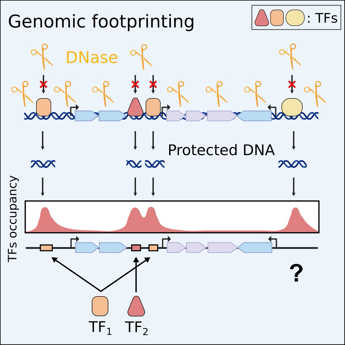 Transcription is the best investigated regulation response in bacteria. By globally mapping the transcriptional response of E. coli to amino acids, work from ETH Zurich demonstrated that our knowledge was only 30% complete. Read more at biol.ethz.ch/en/news-and-ev…