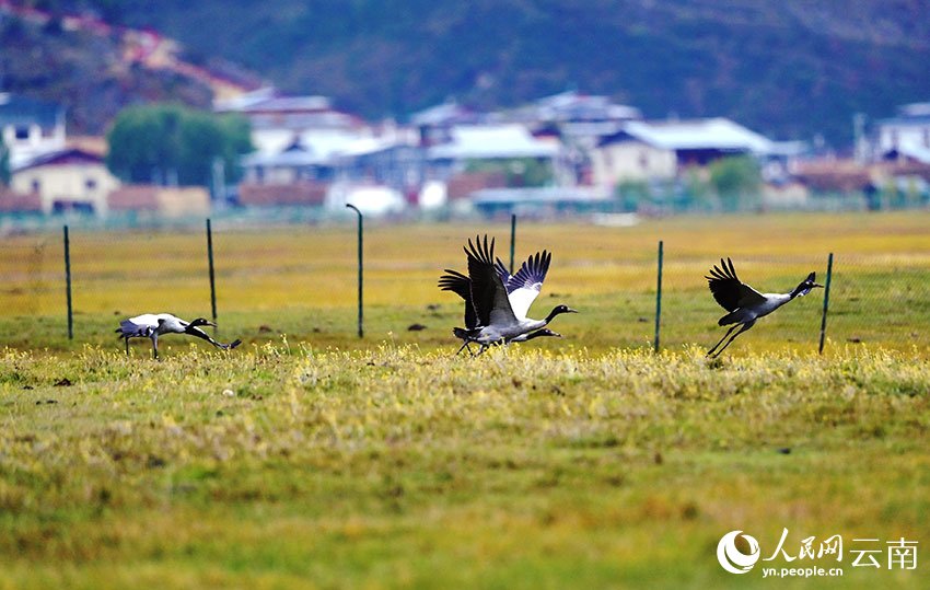 PDChinese's tweet photo. 【雲南納帕海濕地迎2023年第一批越冬黑頸鶴】雲南省香格里拉市的納帕海濕地是國際重要濕地。9日，納帕海省級自然保護區管護局工作人員在例行巡護時，監測到5隻黑頸鶴。經確認，這是2023年納帕海國際重要濕地迎來的第一批越冬黑頸鶴。 https://t.co/lyx1JKpkBi