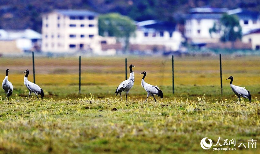 PDChinese's tweet photo. 【雲南納帕海濕地迎2023年第一批越冬黑頸鶴】雲南省香格里拉市的納帕海濕地是國際重要濕地。9日，納帕海省級自然保護區管護局工作人員在例行巡護時，監測到5隻黑頸鶴。經確認，這是2023年納帕海國際重要濕地迎來的第一批越冬黑頸鶴。 https://t.co/lyx1JKpkBi