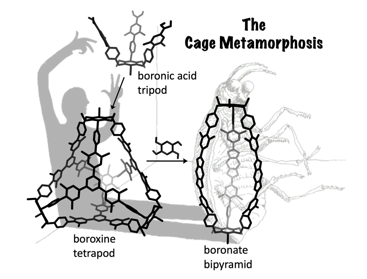 manuel_rondelli's tweet photo. Conformational control enables boroxine-to-boronate cage metamorphosis on @ChemicalScience 

https://t.co/wz6DA7Gu8z

#MyFirstChemSci @Molecular_Cages https://t.co/Km2SOaBYdr
