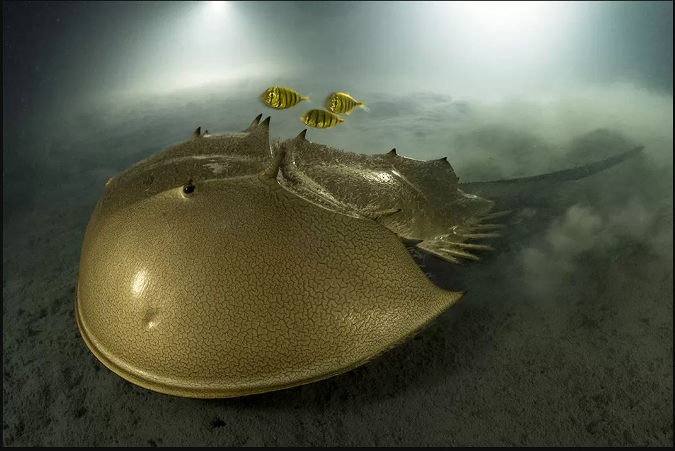 This is amazing... What type of creature? Mode of life? Predator or Prey? Alive today or a fossil recreation? Excellent geology revision/learning ideas from <a href="/BBCPhotos/">BBC Photo</a> <a href="/BBC/">BBC</a> #wildlifephotographeroftheyear #wildlifephotography