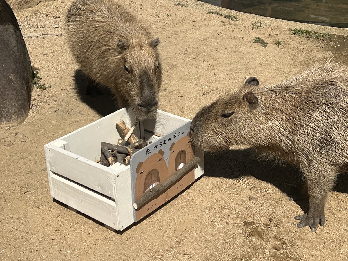劣化していたカピバラたちの「たからものばこ」をリニューアルしました