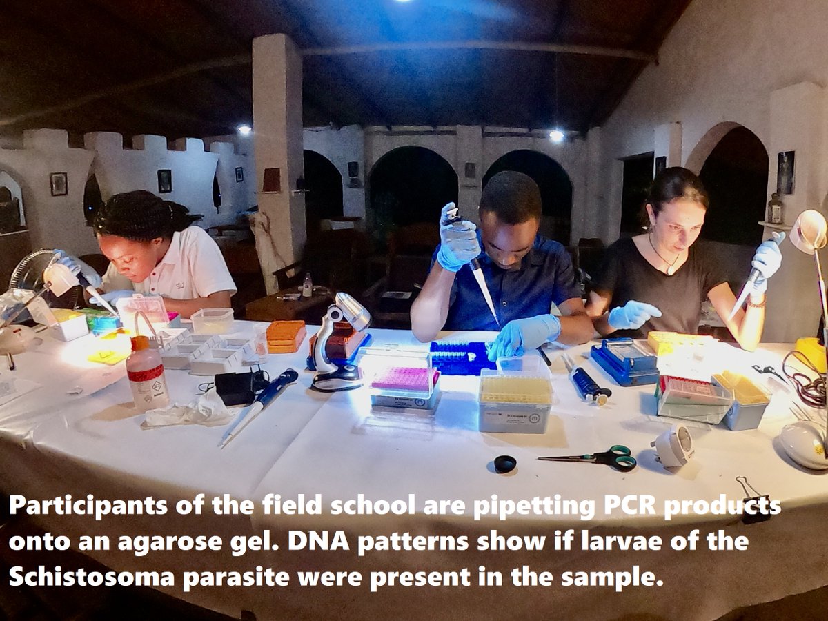 🥊#Schistosomiasis➡️@MikiBalint🗣️of @LOEWE_TBG is currently in Malawi where he is teaching the DNA module at intern. field school. The 🏫is organized+led by Anett Junginger/@uni_tue, Christian Albrecht/@jlugiessen+Friedemann Schrenk/Cultural-+Museumcenter Karonga🇲🇼@KaihatsuMalawi