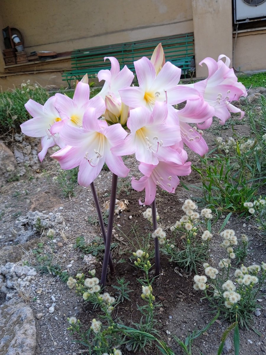 srmcarla's tweet photo. #dalvangelo
"Quando pregate, dite: Padre! 
(Lc 11,2)
"Osservate come crescono i gigli del campo: non lavorano e non filano. ...neanche Salomone vestiva come uno di loro!
[.....] Il Padre vostro celeste sa di cosa avete bisogno. (Mt 7,28-32)

...ringraziamo il Creatore! https://t.co/qp2Ed0jgQD