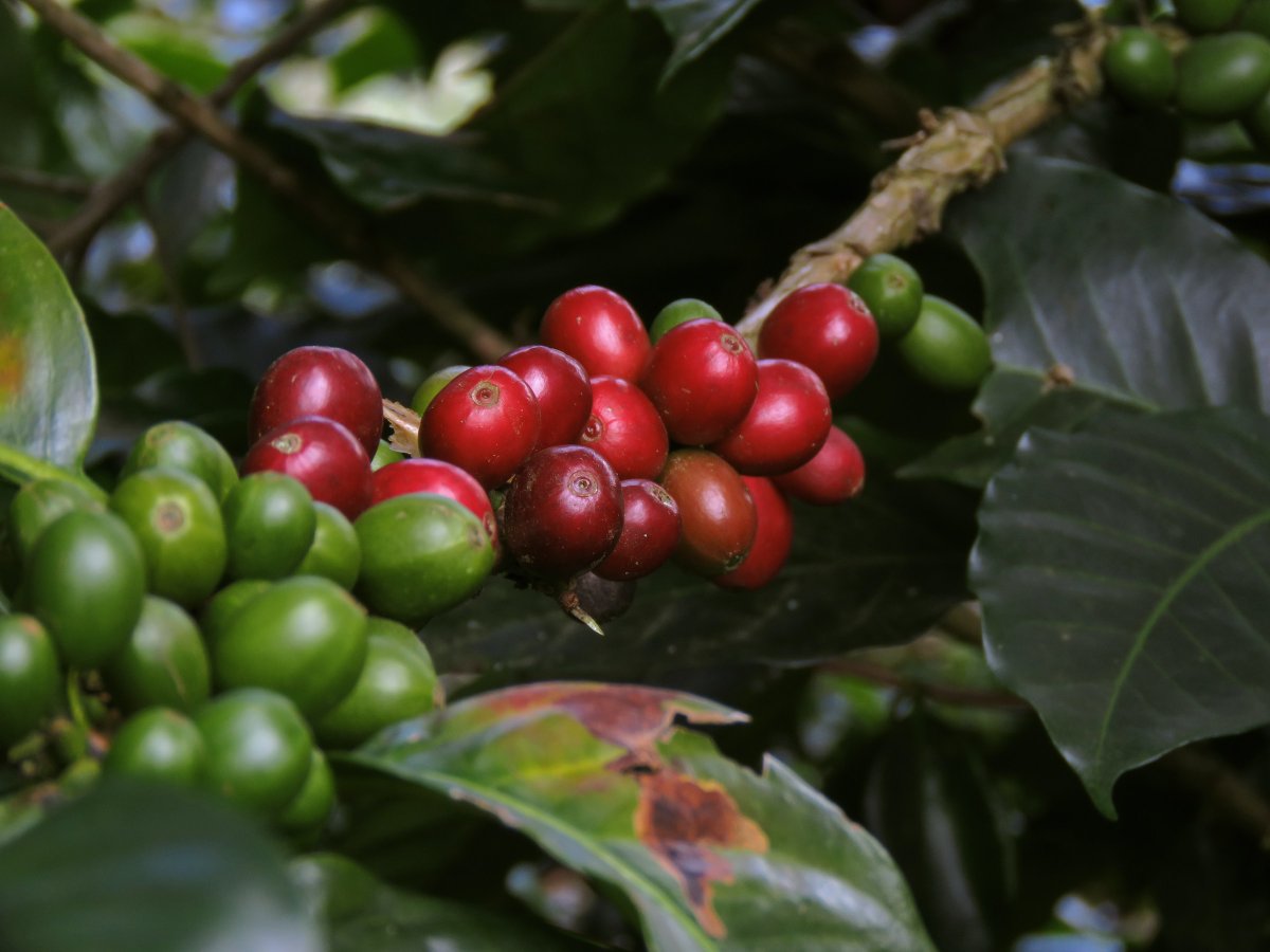 CENunihh's tweet photo. A cup of coffee in 2050? Coffee cultivation under climate change can be met with shade trees. A #CLICCS study shows that compared to 2000, 23% more shading would be required. More trees lead to more CO2 stored, but also compete with the coffee plants.
https://t.co/UOm9W6wFqe https://t.co/vI8lnt1SmX
