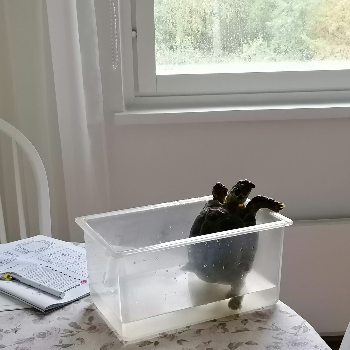 olhanninen's tweet image. Дома после путешествия  меня вместе с мужем встречал 🐢 черепах Алу, который, как обычно, категорически отказывался мыться и протестовал против наведения чистоты и порядка всеми конечностями. 🏠 sweet home! #loveturtles #loveturtles