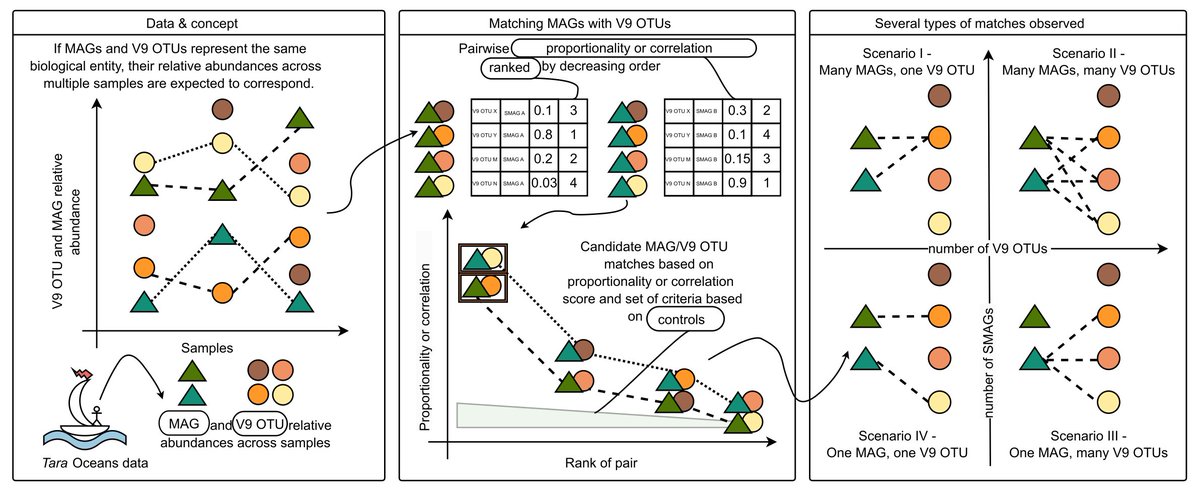 Metabarcodes and metagenome-assembled genomes are valuable approaches to study protist community structure and function. How do they correspond to one another? Our answer: it’s complicated, and it doesn’t necessarily depend on taxonomic group. Preprint: doi.org/10.1101/2023.1…