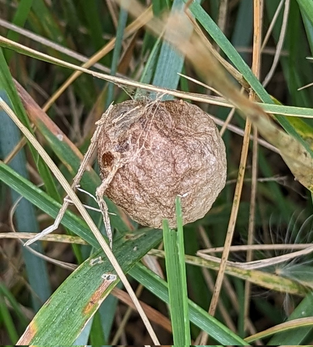 cihurst's tweet photo. My first WASP SPIDER egg sac seen 10 October 2023.#RSPBTitchwellMarsh
I saw 5 females on their webs in early September so it was good to see successful breeding.@RSPBTitchwell @Britnatureguide  @NatureUK @RSPBEngland https://t.co/D5x6QomvBV