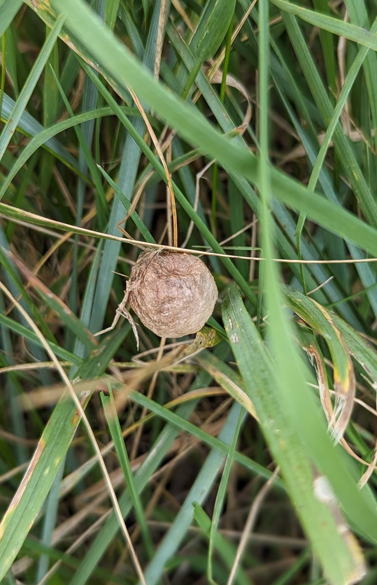 cihurst's tweet photo. My first WASP SPIDER egg sac seen 10 October 2023.#RSPBTitchwellMarsh
I saw 5 females on their webs in early September so it was good to see successful breeding.@RSPBTitchwell @Britnatureguide  @NatureUK @RSPBEngland https://t.co/D5x6QomvBV