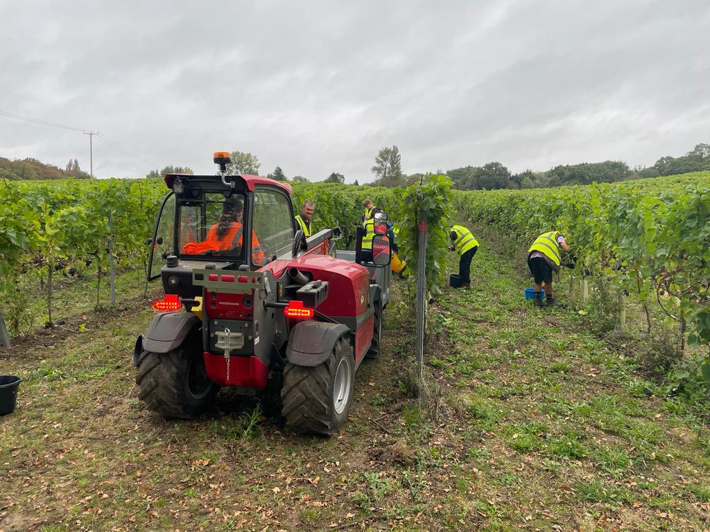 2023 Grape harvest now underway!

#chaldeanestate #vineyardmanagement @wines_GB #herts #hertfordshirevineyards #buntingvineyardmanagement #chaldeanestate #grapeharvest #harvest2023 #harvest #feedingthenation
#BackBritishFarming #hadhamhills