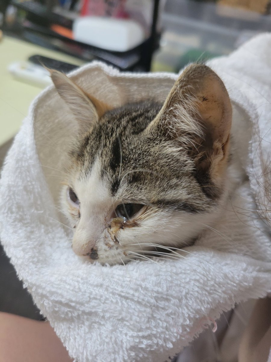 bakuterian's tweet photo. 遊びに行った娘が子猫ひろってきました。

拾ってきちゃだめって言ってあったけどカラス4羽にやられて追い払っても戻ってきてどうしようもなかったって半泣きで帰ってきたんよ。

どーしたらいいまじで
うち無理だってまじで https://t.co/HAZpiKJ7pJ