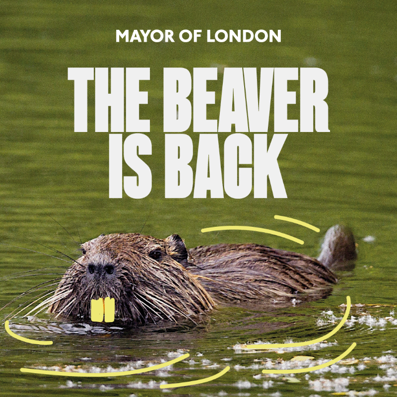 MayorofLondon's tweet photo. For the first time in 400 years, a family of five beavers is being released into the wild in West London. Beavers are nature’s architects and will help transform the area into a flourishing wetland.