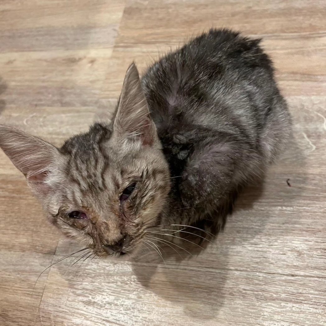 OrangeDog_plus1's tweet photo. 野良猫を拾って半月……
最初は鼻水と目ヤニで顔ぐちゃぐちゃ、ノミだらけの子猫でしたが症状もだいぶん良くなってこんなにイケメンになりました。

ヤンチャ坊主で、今では元気に走り回っています。

#猫 #野良猫 #保護猫  #猫風邪 #サバトラ  #ビフォーアフター https://t.co/qTAGJSTOIN