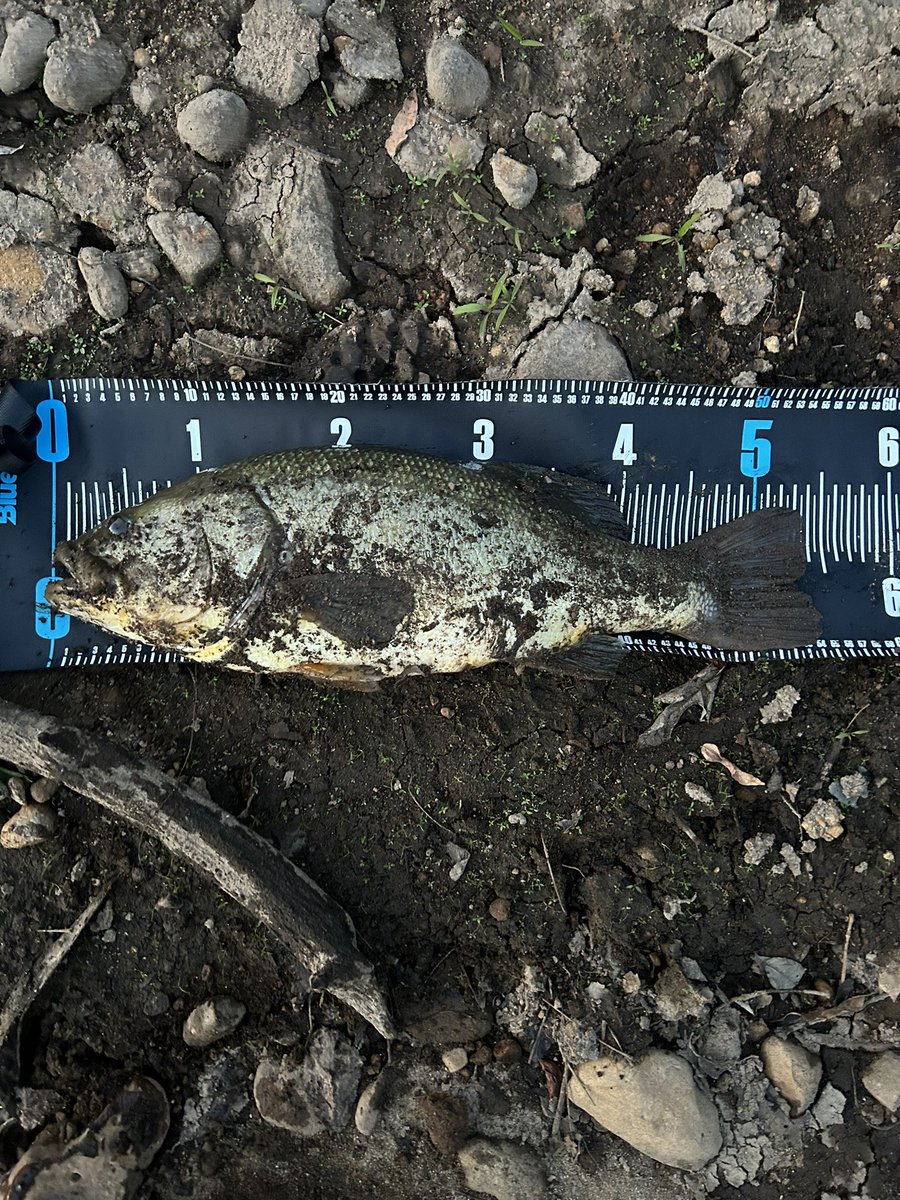 自己新記録‼️大衡野池