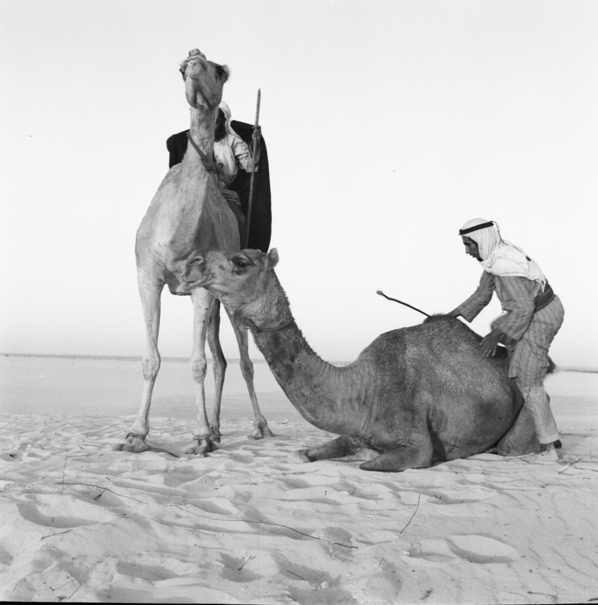 ReemAlbassam's tweet photo. ألا واعذابي دَنّوا الجيش
عطوني من الهجن السمينة

أنا هقوتي يا ناس ما أعيش
سبب شوفتي لدموع عينه

ألا واهني الطير أبا الريش
يرفرف على دار الخدينة

أنا صابني ظاف العكاريش
ركَبته وأنا عيني حزينة

*فهد الفويه-والأبيات من أغاني الرقصات النسائية في حائل
*كتاب"هذه بلادنا-حائل"-فهدالعريفي https://t.co/KMHF5ZNsXu