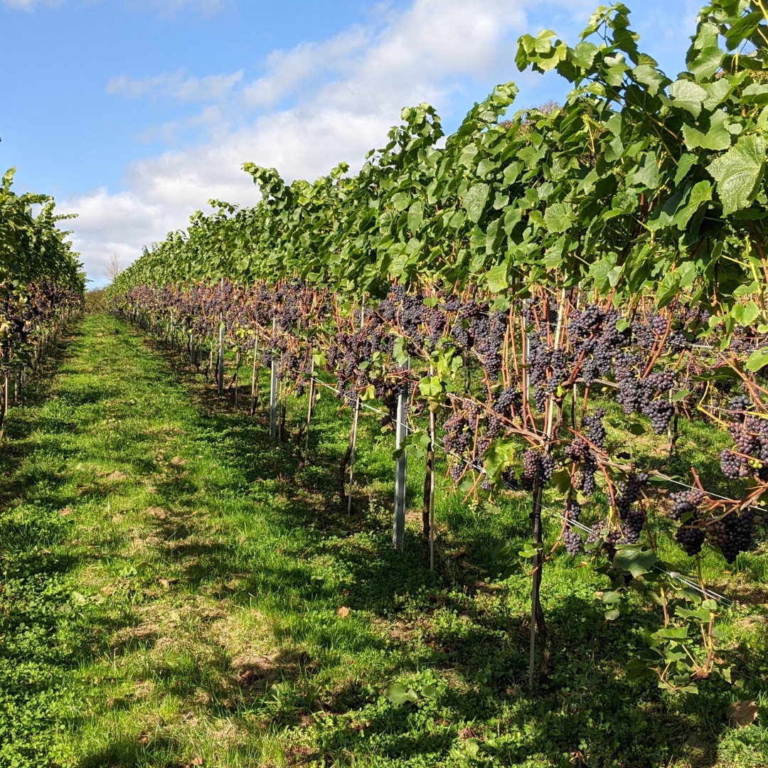 Wines of Great Britain tweet media