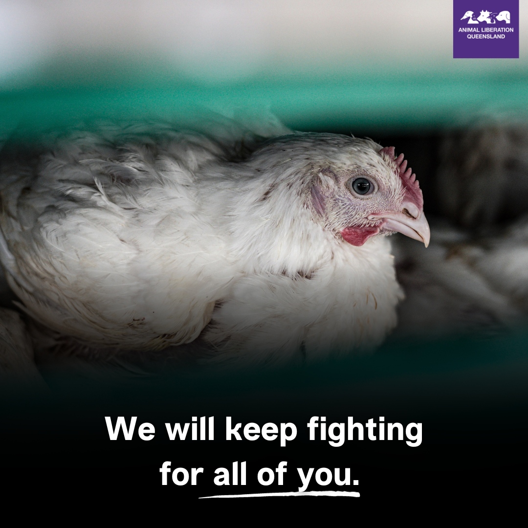 Every single individual - chicken, cow, pig, sheep, goat, horse, dog, cat, fish - every victim of the food & entertainment industries deserves a life that is free of fear, pain, suffering & exploitation. And we will keep fighting for each and every one of them.