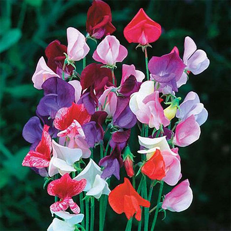 FutureGardenLtd's tweet photo. 🍂 Embrace the magic of autumn and sow some seeds. 🌱🍁 🌼 Now is the perfect time to plant some Thompson &amp; Morgan Sweet Pea Heirloom Mix Seeds for next spring. They're a mix of timeless, heirloom sweet pea varieties.

https://t.co/ctDGLIn4uu https://t.co/3TVbXYl85b