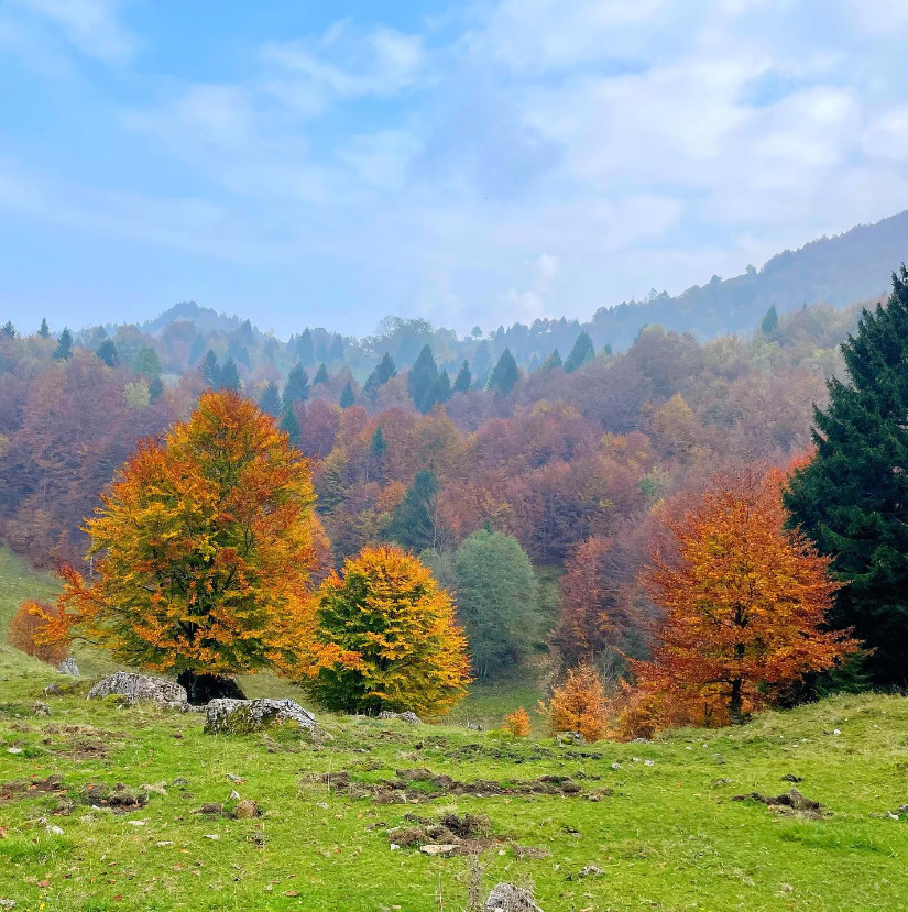 I colori caldi dell'autunno stanno cominciando a dipingere i boschi del Veneto. Vieni a vivere una giornata nella natura seguendo il Sentiero dei Grandi Alberi a #RecoaroMille #Vicenza 

🍂tinyurl.com/5bsre2w7

#VisitVeneto

📸 IG @ilfiordicappero