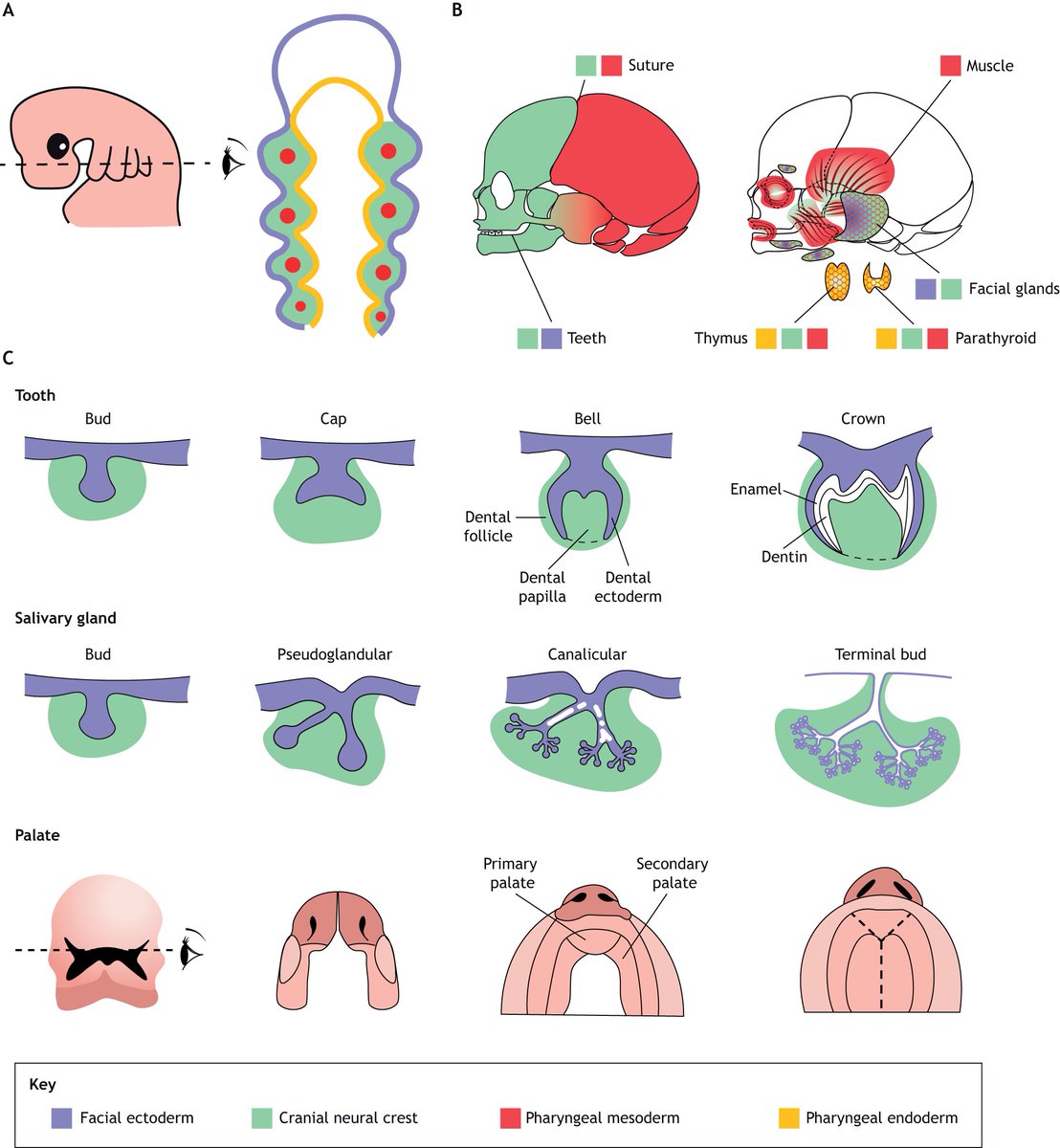 Dev_journal's tweet image. In this Review, Kuo-Chang Tseng &amp;amp; Gage Crump @CrumpLab summarize recent insights into the development, evolution &amp;amp; diseases of the vertebrate head based on single-cell profiling of gene expression &amp;amp; regulatory elements across diverse craniofacial tissues:

journals.biologists.com/dev/article/15…