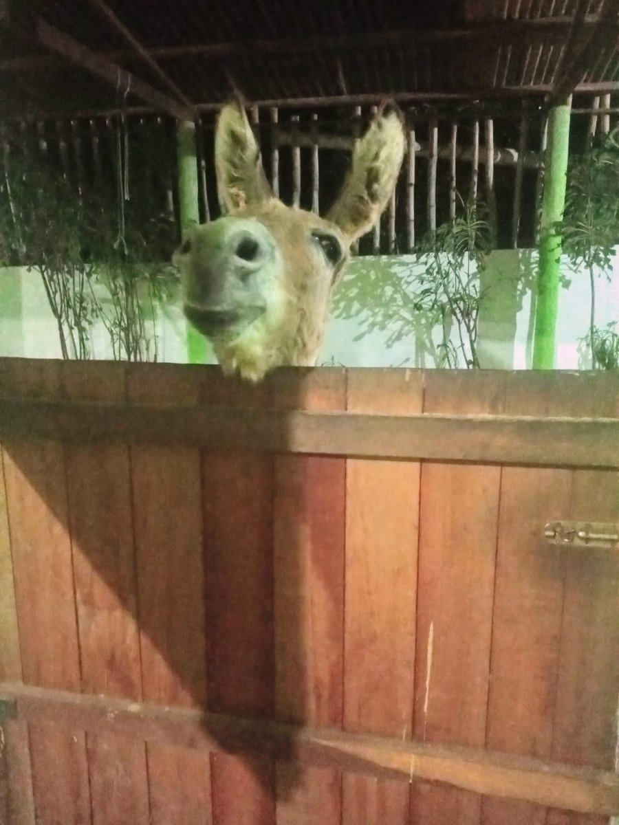 Lar dos Pancinhas 🐎🐴 tweet media