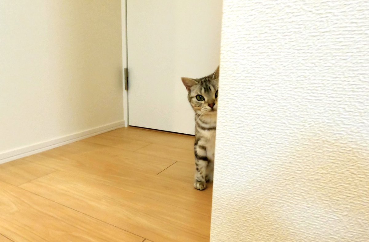 ameshoconnie's tweet photo. ちょっと隠れてる☺️🐱✨ https://t.co/qsLAaV4XdY