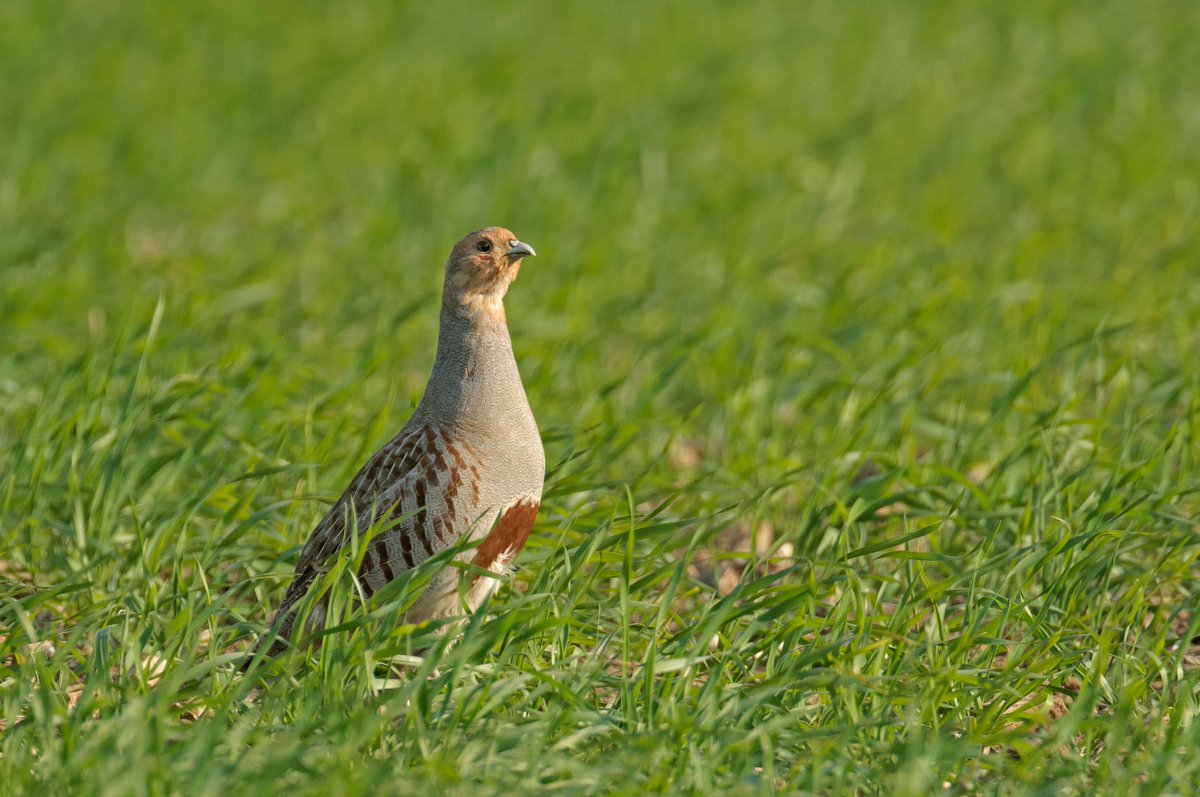 NorfolkWT's tweet photo. This autumn, your country walk could help us gather important information on three farmland birds 🧑‍🌾🪶 

Keep an eye out for grey partridge, yellowhammer &amp; linnet for this seasons spotter survey 👀 👇 
https://t.co/PWAfJBGdzX

Barry Madden, Tony Brooks &amp; Chris Gomersall 📸 https://t.co/ReEZ1w17XR