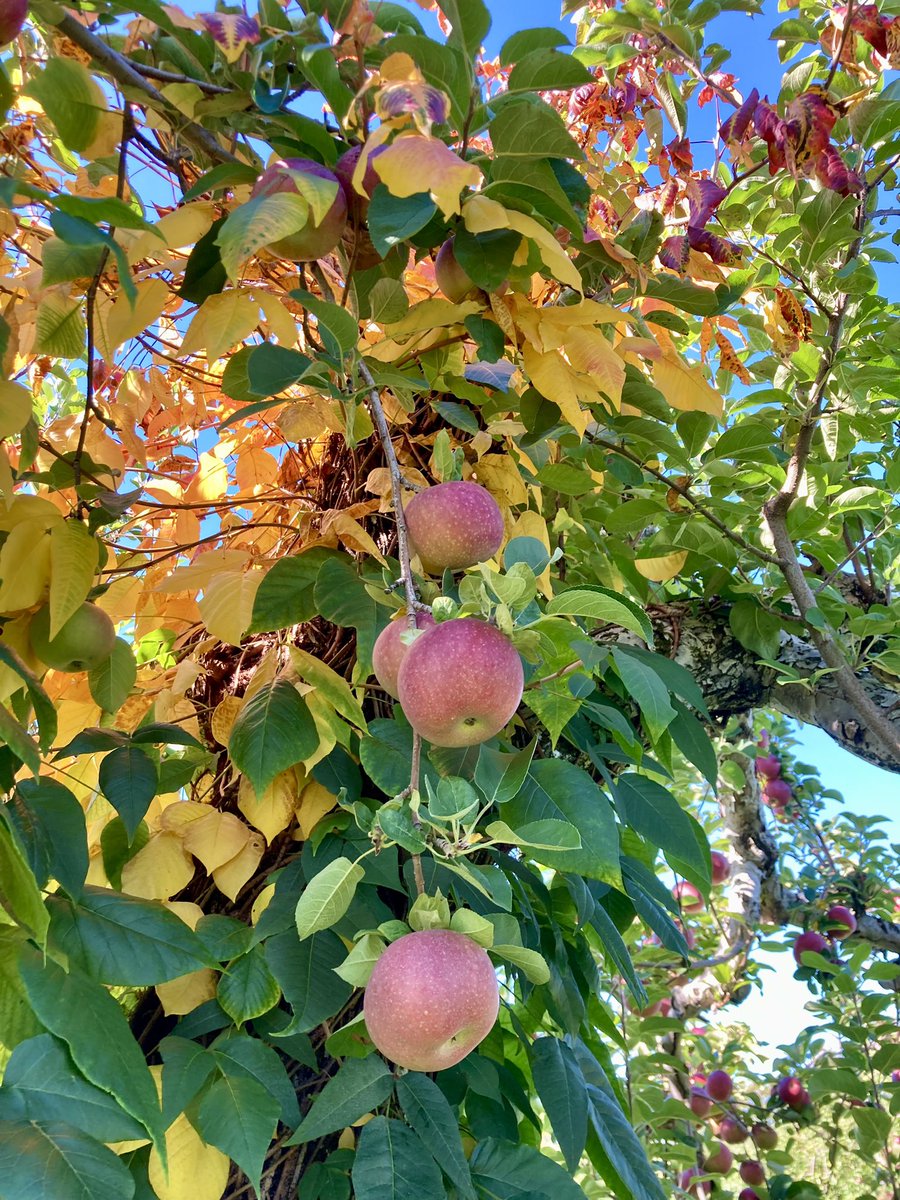 📸 Hollis, New Hampshire

A view from beneath the apple tree. 

Wishing you a nice Wednesday! 🙏🍎🍁

#NewEngland #ApplePicking