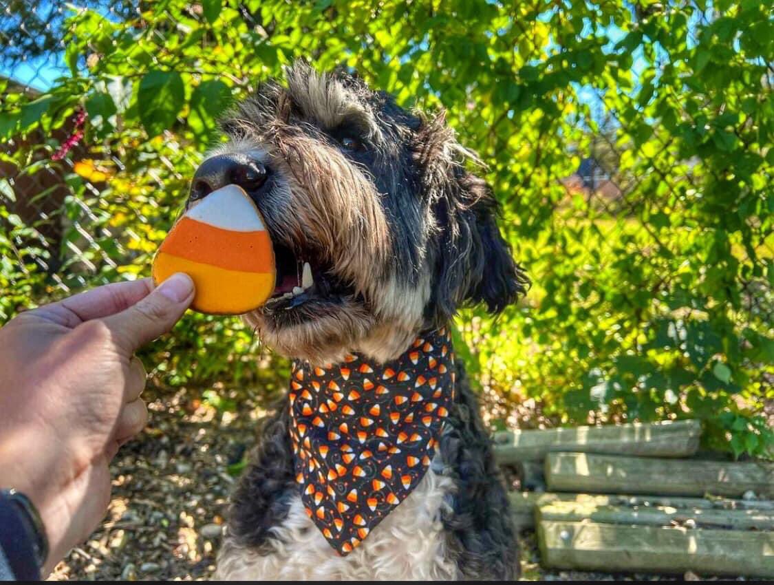 BuffCakeBarkery's tweet photo. ➡️Candy Corn. 

Soooo, which one are you?

1. Team “stop saying candy corn is the worst when black licorice exists”.

OR…

2. Team “Skip candy corn and go for the Reese’s Peanut Butter cups”

???

P.S. these cookies are not candy corn flavored 😜

#buffcakebarkery #nh #dog https://t.co/KL3nvpOzGD
