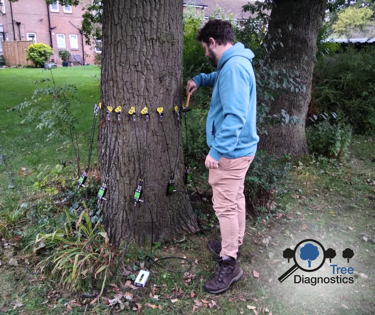 Treediagnostics's tweet image. We&apos;re back at it! Tomography baby! 
If you are concerned about the health of your tree, you know who to call.. Right? 😏

#TreeDiagnostics #Tomography #TreeSurveys