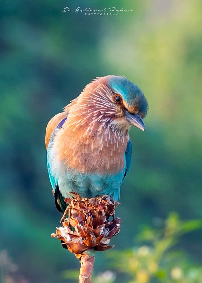 PhamDun18021987's tweet photo. The loveliness of nature, so beautiful, uploaded by BlackFlagMetal to pinterest.🌳 #naturegraphy #photography https://t.co/M6HFPbrjFU