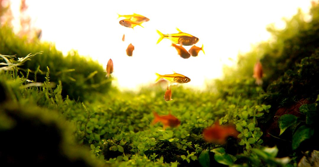 B2NIndia's tweet photo. A stellar nature aquarium by our master aquascapers.  

For further details visit https://t.co/Mf3XPS13jF

#Back2Nature #NatureAquariumDesigners #India #Kolkata #aquascaping #NatureAquariums #plantedaquarium #nature #aquarium #Master #Aquascapers #OneFamily #Team #Teamwork https://t.co/UCwV5B5gvc