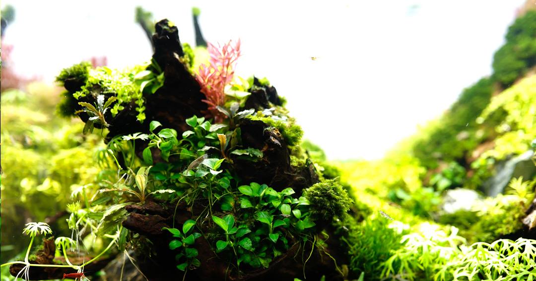 B2NIndia's tweet photo. A stellar nature aquarium by our master aquascapers.  

For further details visit https://t.co/Mf3XPS13jF

#Back2Nature #NatureAquariumDesigners #India #Kolkata #aquascaping #NatureAquariums #plantedaquarium #nature #aquarium #Master #Aquascapers #OneFamily #Team #Teamwork https://t.co/UCwV5B5gvc