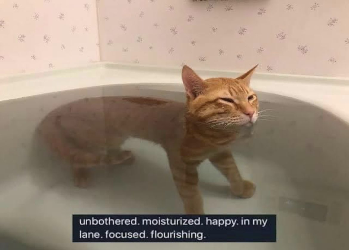 BasoStream's tweet photo. mein römisches Reich sind Katzen. Jeden einzelnen Tag denke ich an Katzen. Miau.

🐈🐈🐈 https://t.co/h16o7zDK49