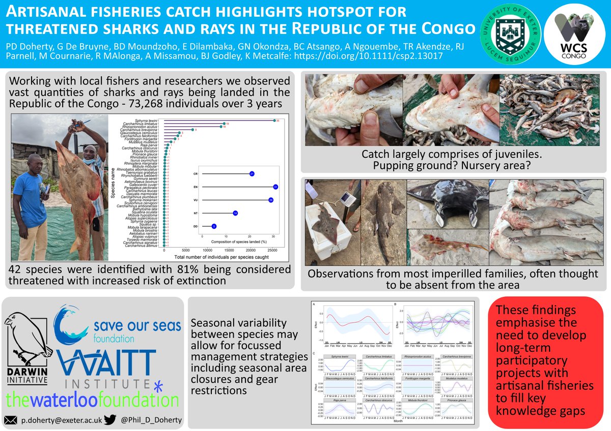 Long-term landing site surveys in Rep. of Congo 🇨🇬 partnering with artisanal fishers @wcs_congo and fisheries dept. reveals waters host important pops of #sharks and #rays. Region is historically poorly studied so we provide a 🧵 of key findings doi.org/10.1111/csp2.1…