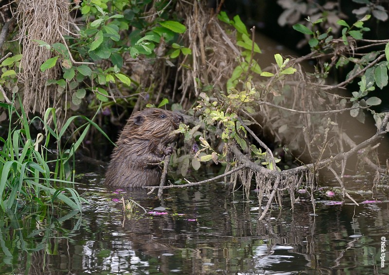 This morning, a family of 5 #beavers have been released back to West London after a 400-year absence!

Find out more about this exciting project, part of the Rewild London Fund here: ow.ly/KK4750PVqN4

#RewildLondonFund #WildLondon