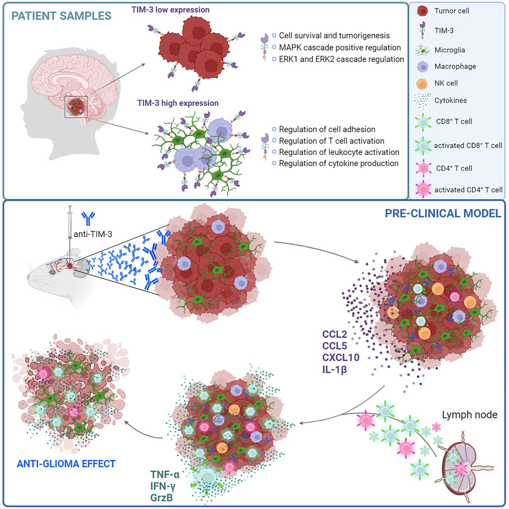 MedChemExpress's tweet image. #CancerCell: #TIM-3 is a highly expressed molecule in diffuse intrinsic pontine glioma (#DIPG) #tumor cells and immune microenvironment, and its blockade triggers a potent #immune response. That&apos;s to say, TIM-3 is a bona fide target in DIPG.
pubmed.ncbi.nlm.nih.gov/37802053/
#Cancer