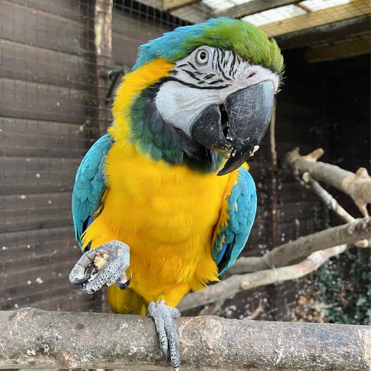 WelshMountainZo's tweet photo. Happy mid-week from our Amazon aviary! π¦
#KeeperPics #MidWeekPost #Macaws #OurBirds #SomeonesWatching #SupportingConservation #WelshMountainZoo #NationalZooOfWales #Eryri360 #TenTop https://t.co/lARvacSbLt