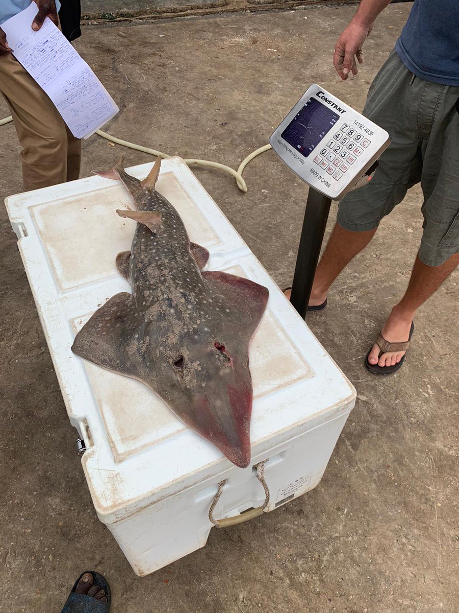 Phil_D_Doherty's tweet photo. #Sharks & #rays play important role in local economy and food security across region. Our study observed landing of 42 different species - 81% considered at an elevated risk of extinction, including observations of most imperilled families โ #guitarfish, #wedgefish & #angelsharks https://t.co/VzrKzTtFXk