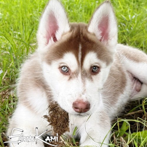 SirokamiHusky's tweet photo. Todo lo que debes saber el impactante Husky Siberiano rojo 👇
https://t.co/xe2cJbjw5A

#husky #huskytwitter #huskylife #huskylove https://t.co/5VbzRWRZIf