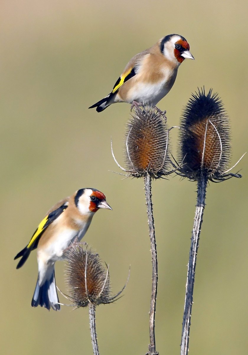 If I haven't followed you back, and you're a genuine bird &amp; nature lover like I am, please retweet &amp; I'll follow you back. 😊
  To make it more worth sharing, here are a pair of Goldfinches on teazle! 😍🐦😊