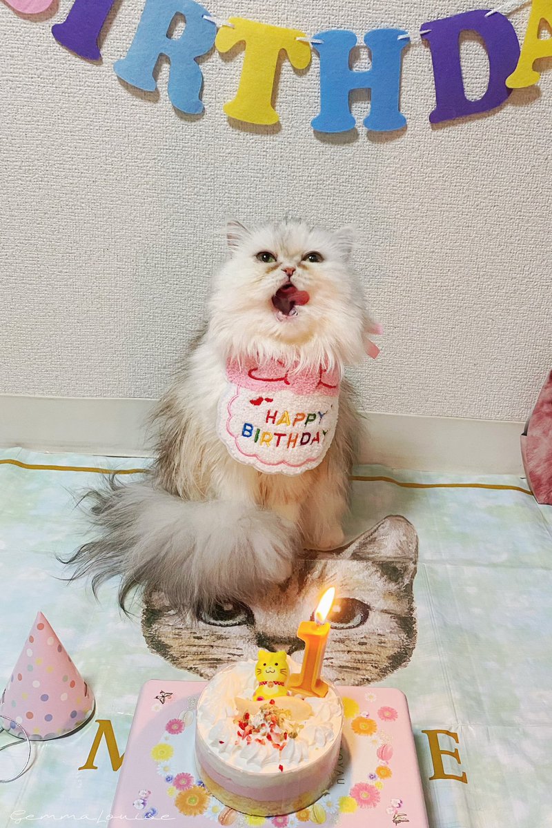 ミミちゃんは1歳になりました！🎉🎂 https://t.co/mBvUeYRcyE