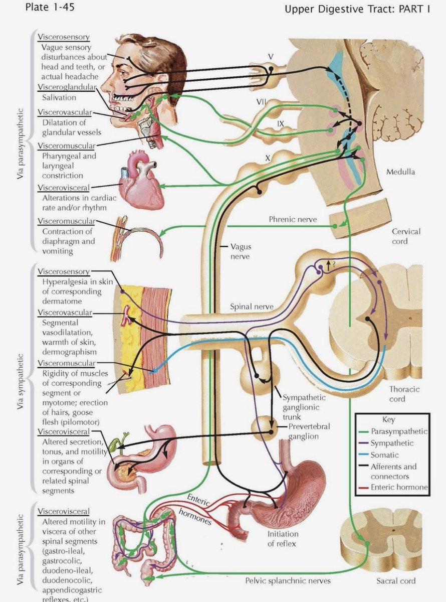 Brain-Gut Interactions by netter