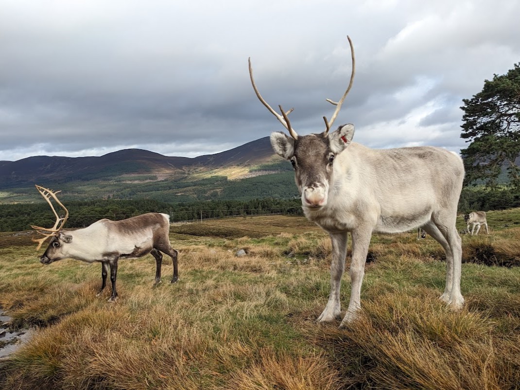Sundae beautifully posing this morning! She's never too far away from her mum, Spy, who is the reindeer in the background. The pair spent the summer out free ranging in the hills together and are currently back in our hill enclosure for a short while 😍