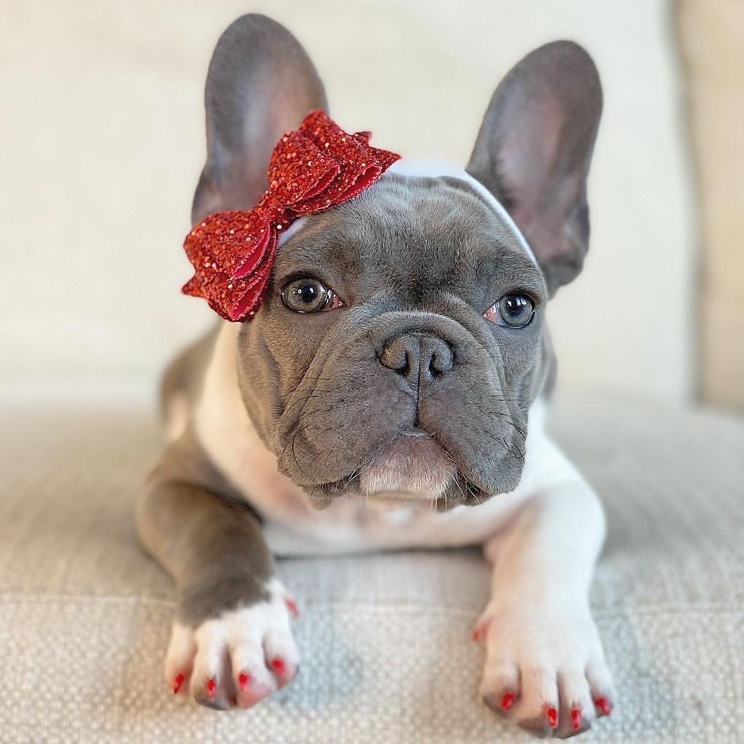 #frenchie #frenchbulldog #frenchiesofinstagram #frenchies #french_bulldogs #frenchies1 #frenchiesociety #frenchiephotos #frenchielife #frenchiegram #frenchielove #frenchieoftheday #bulldogsofinstagram #bulldog #bulldoglove #animalsdoingthings #bulldoglife #theworldofbullies