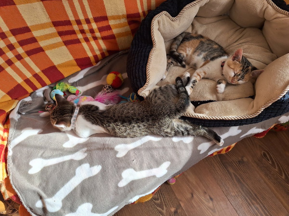 CsakZs's tweet photo. Alvópozíció 🤣😻 imádom őket...olyan gyorsan meg lehet őket szeretni. ❤️ https://t.co/hWd3hXwiv3