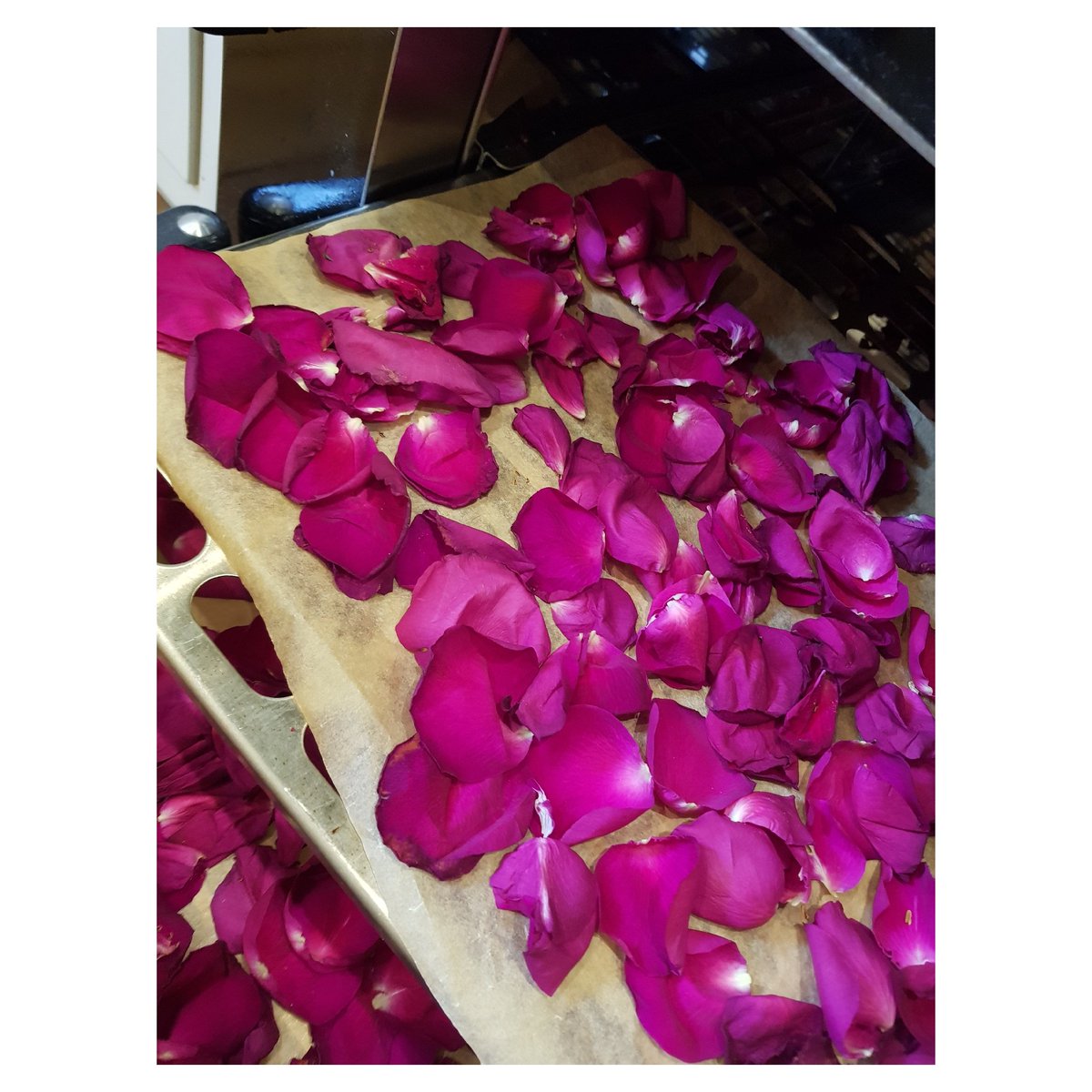 Rose petals ready for drying in my @everhotcookers . My bottom oven is dedicated to this ! Getting ready for the gift giving season with these sprinkled in our gift boxes and postal orders. Fiona.x 🐇♥️ #soap #soapmaker #knaresborough #handmadeuk is