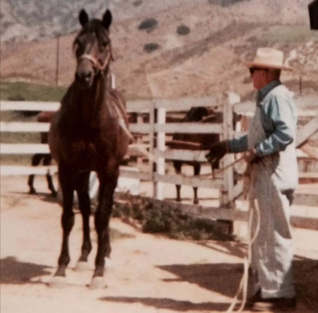 HORSERACING1002's tweet photo. YATASTO 🇦🇷1948 (SELIM HASSAN-YUCCA BY CONGREVE)#Yatasto https://t.co/R1AOK4LYxk